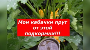 Куриный помет - главная подкормка для супер урожая кабачков!!!