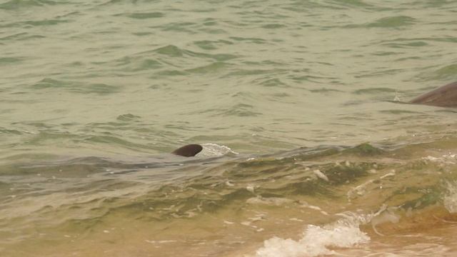 Охота дельфинов 🐬 смотреть онлайн