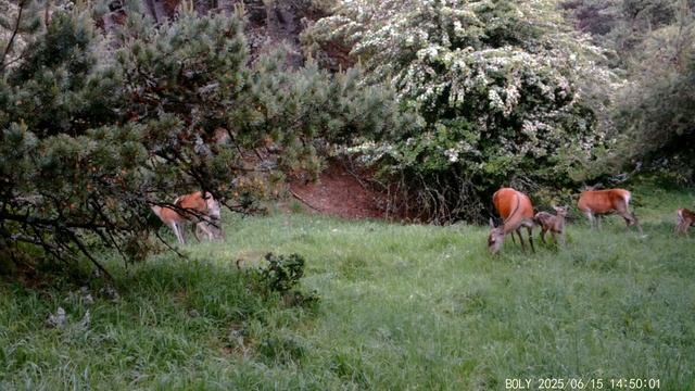 Оленята 🦌 смотреть онлайн