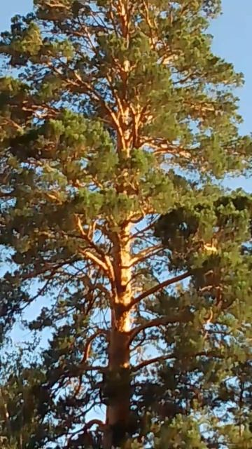 Сосна в лучах заката смотреть онлайн