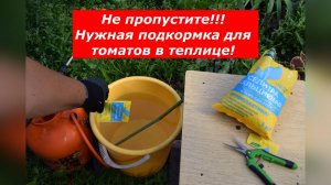 Подкормка по листу томатов в теплице кальциевой селитрой от вершинной гнили