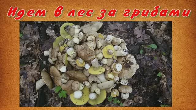 Полубелый гриб