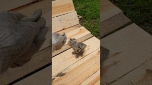 Сделал телегу для лошади подписчице