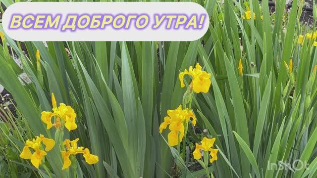 Утро,🐓👨🌾 смотреть онлайн