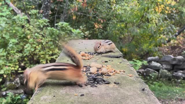 Видео для кошек | развлеки своего питомца | природа смотреть онлайн