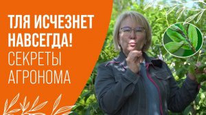 ТЛЯ ОСЫПАЕТСЯ МГНОВЕННО! 6 СПОСОБОВ БОРЬБЫ С ТЛЕЙ БЕЗ ХИМИИ
