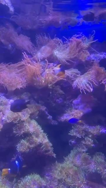 «Москвариум» на ВДНХ.