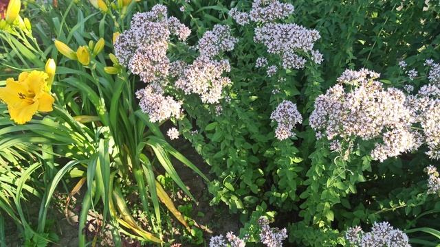 Цветёт душица, тысячелистник! смотреть онлайн