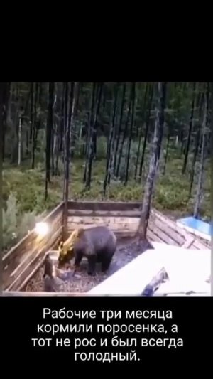 Не в коня корм