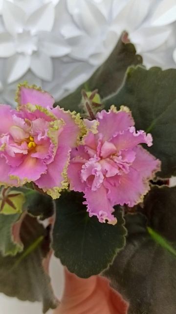 Фиалка РМ-Саломея