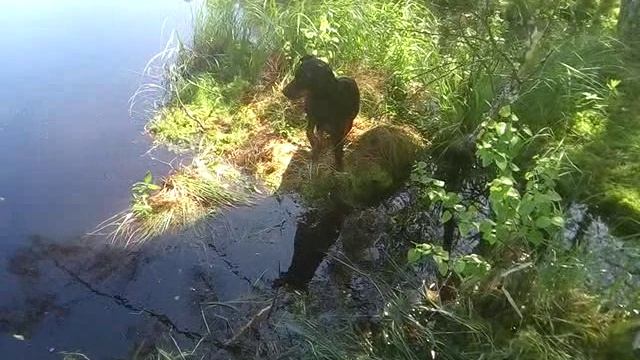 арни и караси2