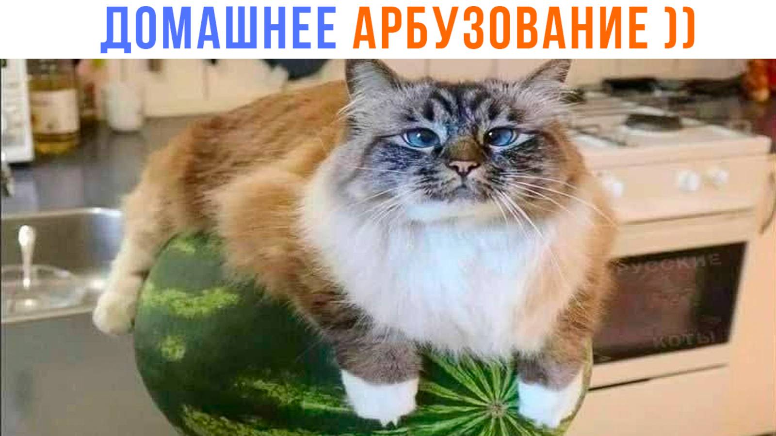 КОТ НА ДОМАШНЕМ АРБУЗОВАНИИ  ))) Приколы с котами | Мемозг 1625