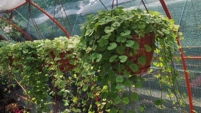 Самые красивые и неприхотливые ампельные растения для украшения сада балкона беседок. Большой обзор. смотреть онлайн