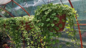 Самые красивые и неприхотливые ампельные растения для украшения сада балкона беседок. Большой обзор.