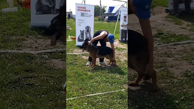 МОЛОДЫЕ КОБЕЛИ / КЧК НОВОСИБИРСК 14 июня`25 N.Maksimova Моно немецких овчарок
