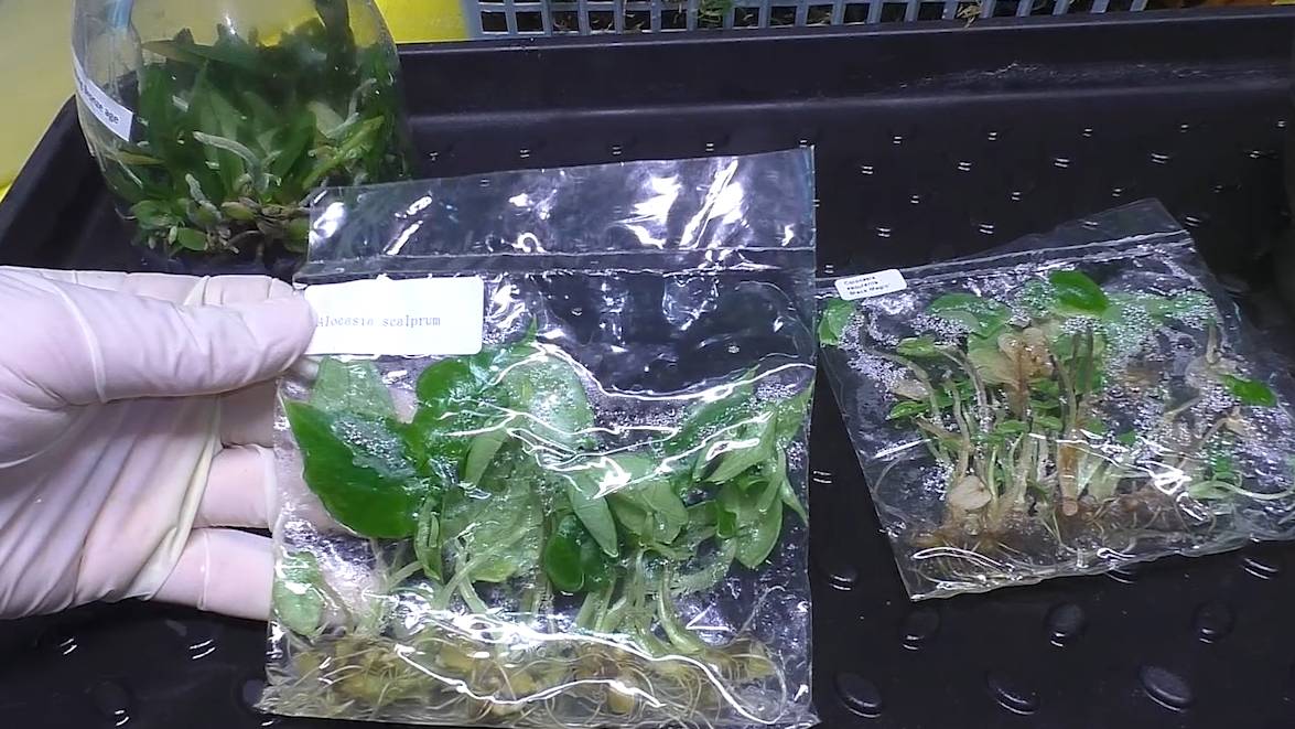 Высадка КЛОНОВ из стерильной среды. АЛОКАЗИЯ Скальпрум. КОЛОКАЗИЯ Чёрная Магия смотреть онлайн