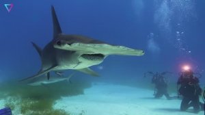 ▽ Самые странные животные на планете Земля. Документальный фильм о животных