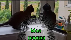 Моя оливка! 🫒