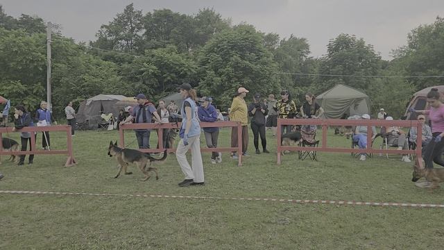 Группа BOND No Bartas Krasta.  КЧК ХАБАРОВСК 13 июня`25 В.Киселева Моно немецких овчарок