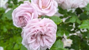 Эш Венсдей пик 2025. Дзен