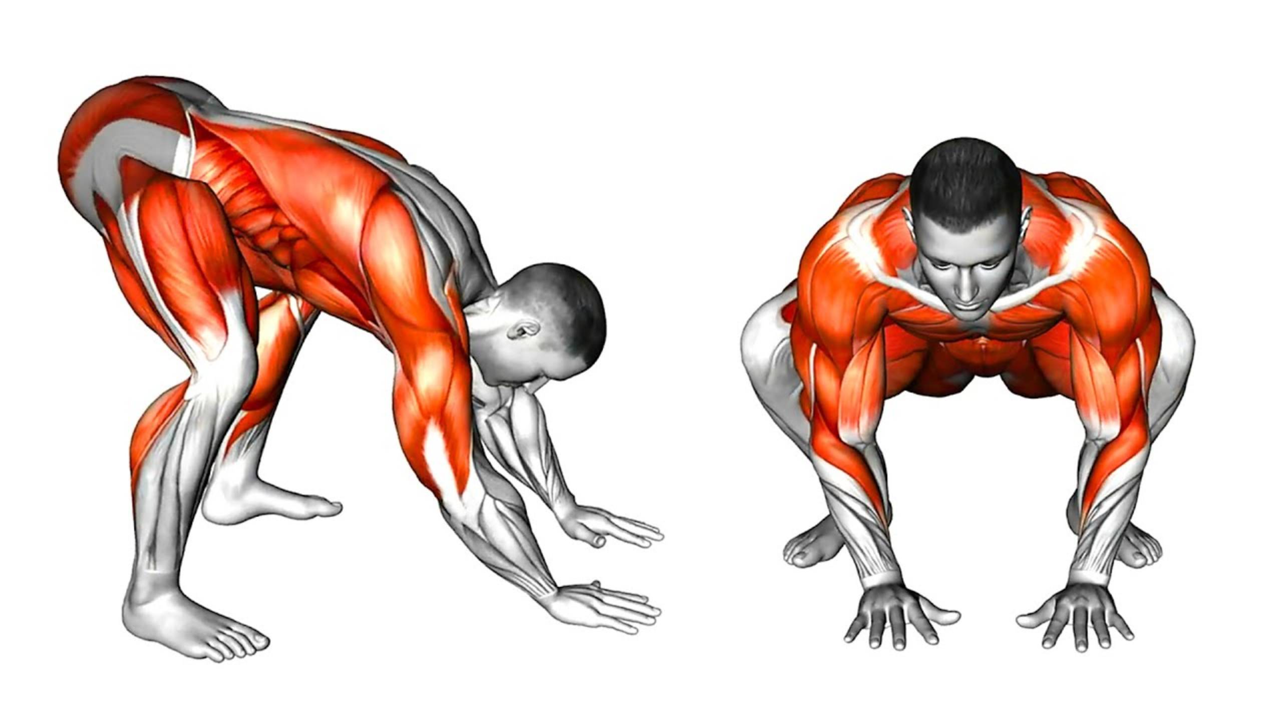 Движения животных вдохновят вас на следующую тренировку смотреть онлайн