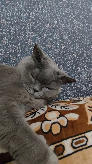 Чарли Василич