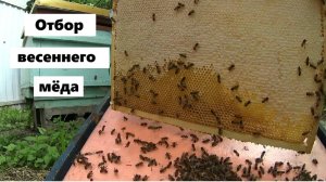 Отбираем корпус весеннего мёда в системе пчеловодства "Всё включено".