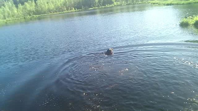 Арнни чистит лесное озеро (2019)