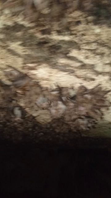 Колония остроухой ночницы. смотреть онлайн