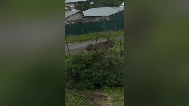 Лось в Горно-Алтайске смотреть онлайн