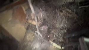 Переехала в сельскую местность, привожу в порядок огород и готовлюсь к зиме))