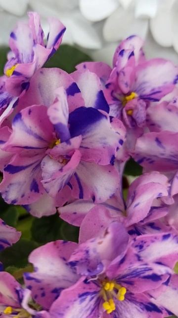 Фиалка химера МК-Ветер Перемен Люкс