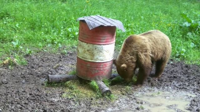Пришёл и полакомился!🐻 смотреть онлайн