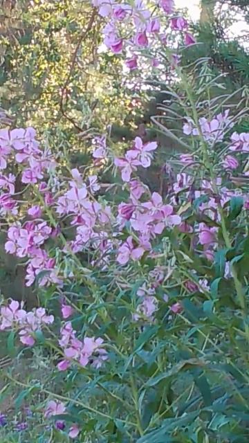 Иван-чай у дороги на дачу смотреть онлайн