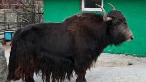 Ялта. Едем в Крым,на море с детьми из Чувашии. Зоопарк Сказка