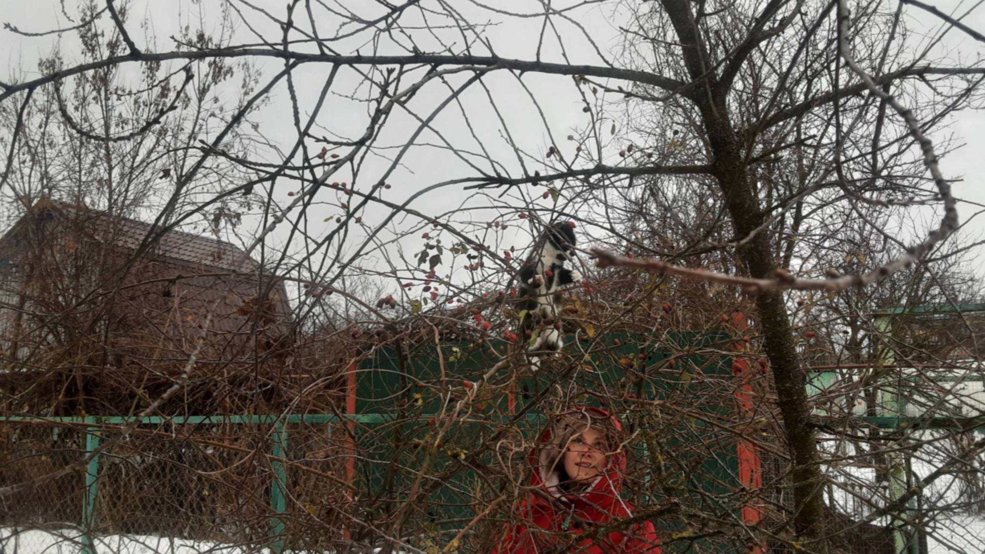 Домашний майонез Горчичный , напиток из шиповника, калина как лекарство 27.01 20025г смотреть онлайн