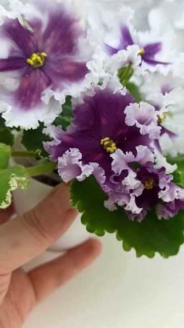 Фиалка МТ-Сладкая Фантазия