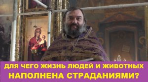 Для чего жизнь людей и животных наполнена страданиями? Священник Валерий Сосковец