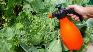 ТЛЯ СДЫХАЕТ ЗА 5 СЕКУНД! В 100 раз дешевле Фитоверма. Колорадские жуки уйдут и не вернутся!