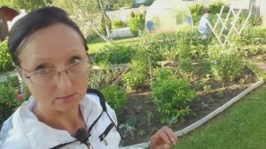 Видео привет с 6 соток 25 июня 2025 года.