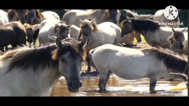 мы родились в Сибири//доиграются//обзор канала смотреть онлайн