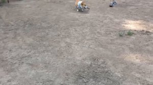 🐕Прогулка с корги на собачьей площадке🐕Попосик на прогулке🐕