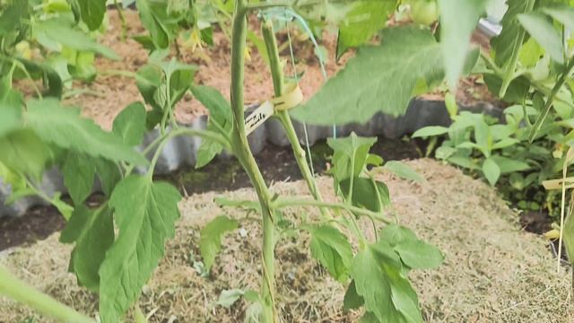 Борюсь с мокрицей в цветниках и обрабатываю томаты от болезней. смотреть онлайн