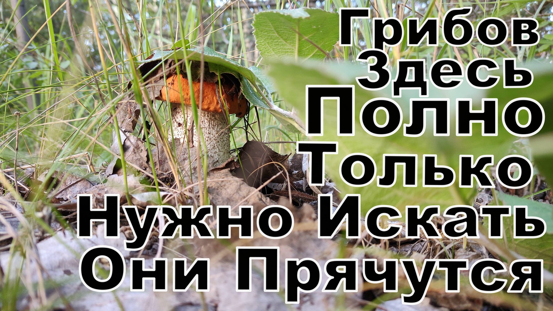 НЕЖДАНЧИК. Но ГРИБЫ в Этом Месте Бьют Все РЕКОРДЫ. Когда не зайди Они Там ЕСТЬ