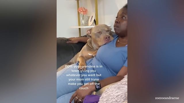 Когда ваша собака не является домашним животным - милая собака и человек становятся лучшими друзьями смотреть онлайн