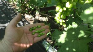 Внимание - антракноз! Нужна внеплановая обработка!