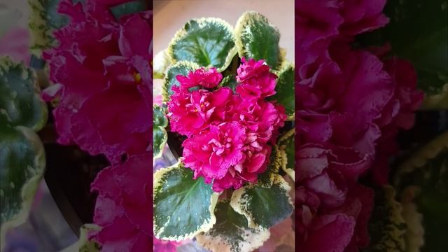 Фиалка СМ-Коричная Роза!