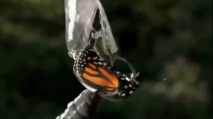 Фильм "Внутренние миры,внешние миры".