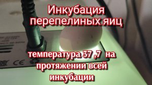 Простая инкубация перепелиных яиц. Инкубация перепёлок