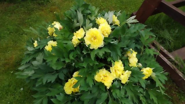 10 июня 2025 года работы на даче.